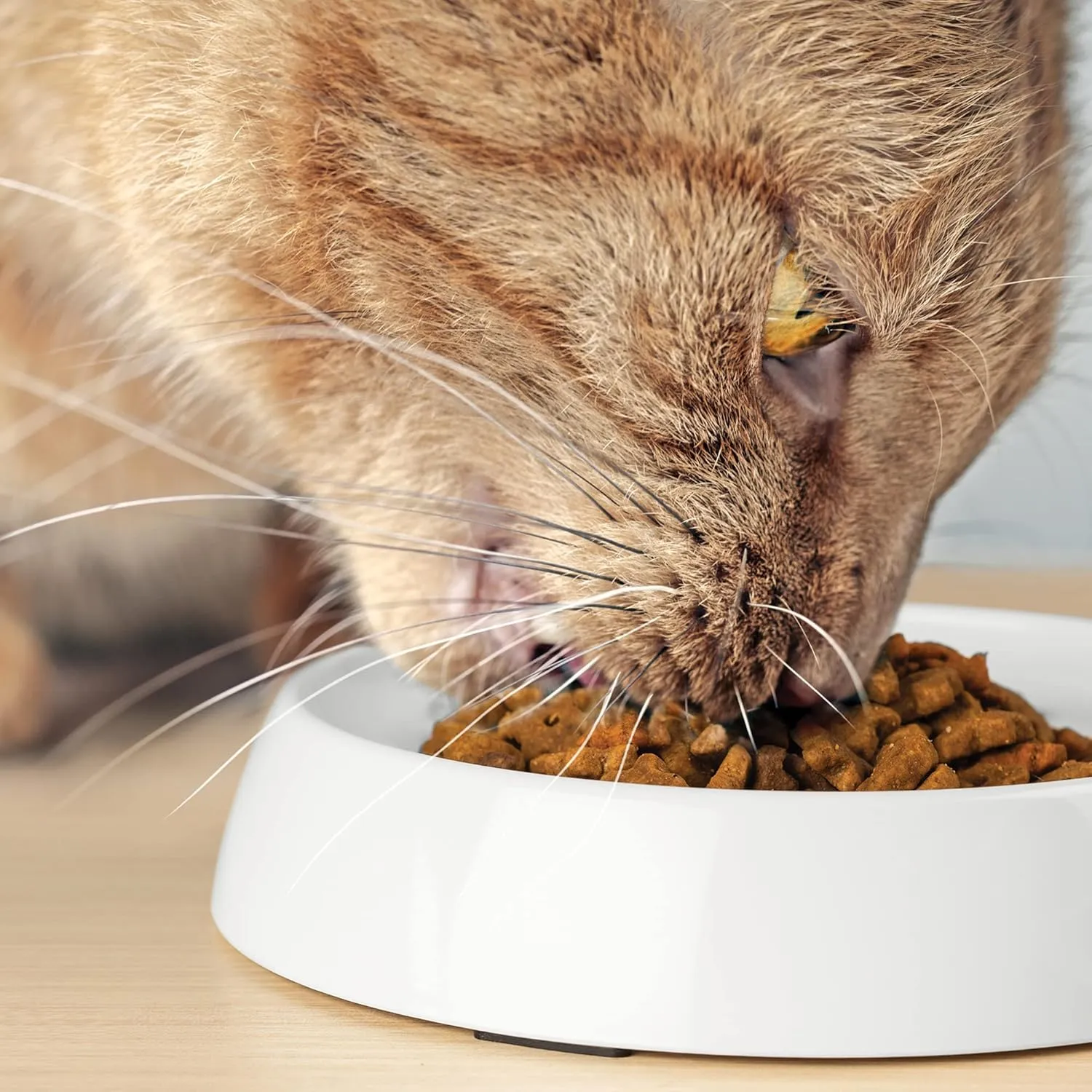 CatGuru Cat Bowls, Whisker Friendly Cat Food Bowl for Indoor Cats, Reliefs Whisker Fatigue, Wide Pet Bowl, Non Slip Pet Feeding Bowls, Shallow Kitten Dish (Set of 2, Marshmallow)